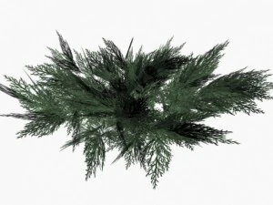 juniperus sabina 3D Model