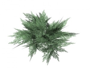 juniperus sabina 3D 모델