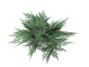 juniperus sabina 3D Model