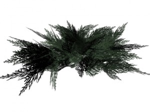 juniperus sabina 3D 모델