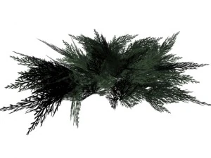 juniperus sabina 3D Model