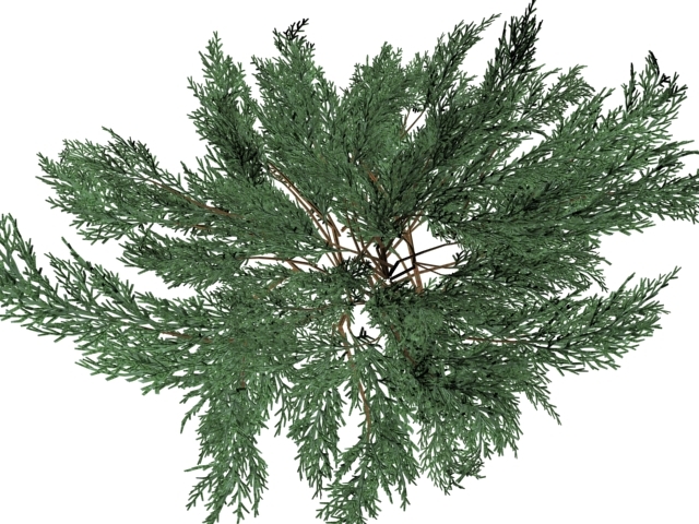 juniperussabinahigh Modelo 3D .c4d .max .obj .3ds .fbx .stl .blend 