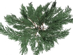juniperussabinahigh 3D Model