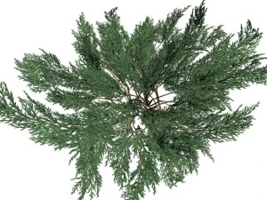juniperussabinahoog 3D Model