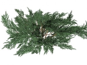 juniperussabinahigh Modelo 3D