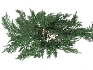 주니퍼루사비나하이 3D 모델