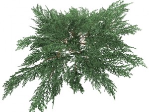 juniperussabinahigh Modelo 3D