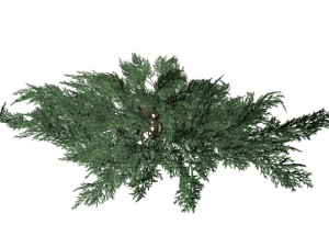 juniperussabinahigh Modelo 3D