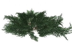 juniperussabinahigh Modelo 3D