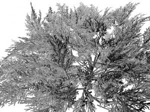 juniperussabinahigh Modelo 3D