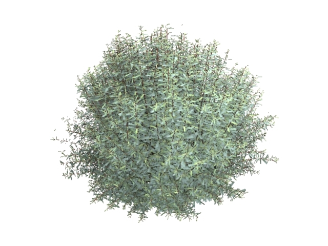 salix purpurea nana 3D Модель .c4d .max .obj .3ds .fbx .stl .blend 