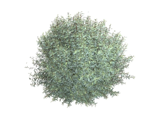 salix purpurea nana 3D Model .c4d .max .obj .3ds .fbx .stl .blend