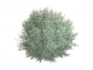 salix purpurea nana 3D Model