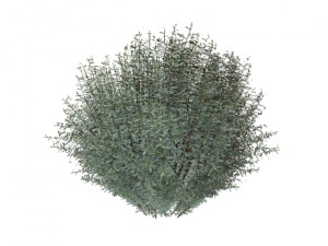 salix purpurea nana 3D Модель
