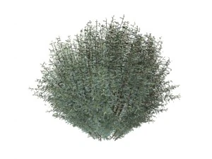salix purpurea nana 3D Model