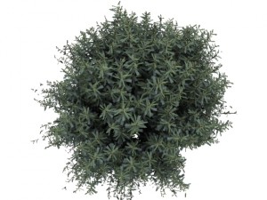 salix purpurea nana 3D Модель