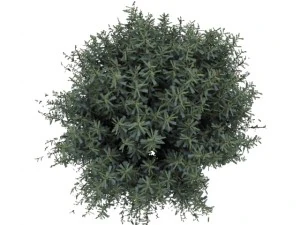 salix purpurea nana 3D Model