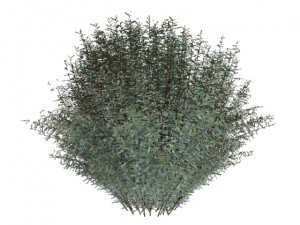 salix purpurea nana 3D Модель