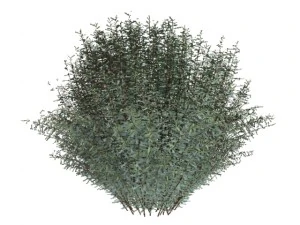 salix purpurea nana 3D Model