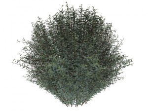 salix purpurea nana 3D Модель