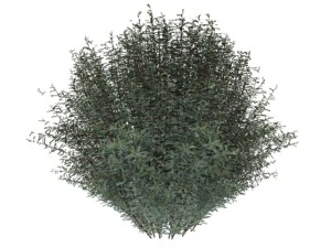 salix purpurea nana 3D Model