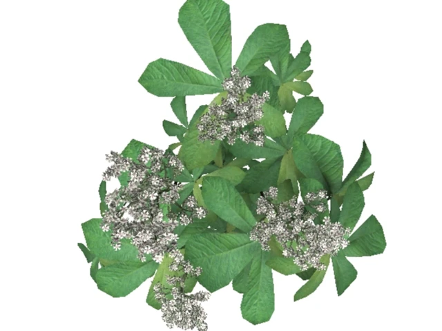 rodgersia 3D Model .c4d .max .obj .3ds .fbx .stl .blend 