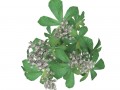 rodgersia Model 3D
