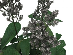 rodgersia 3D Модель