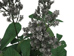 rodgersia 3D Model