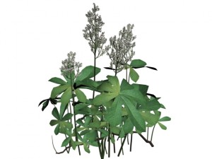 rodgersia 3D Модель