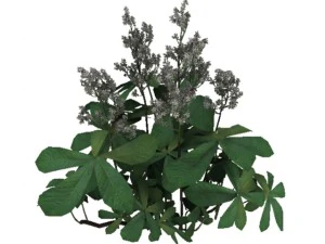 rodgersia 3D Model