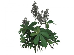 rodgersia 3D Модель