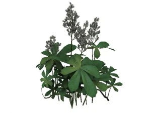 rodgersia 3D Model