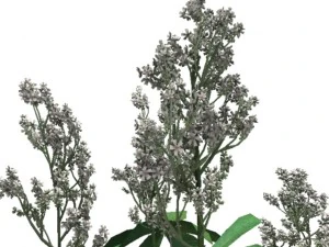 rodgersia 3D Model