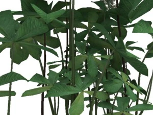 rodgersia 3D Model