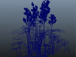 rodgersia 3D Model