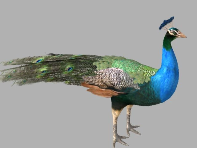 indian peafowl 3D Model .c4d .max .obj .3ds .fbx .stl .blend 