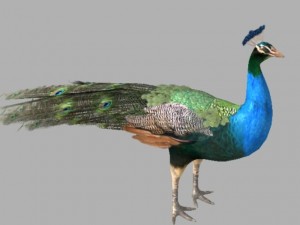 indian peafowl 3D Модель
