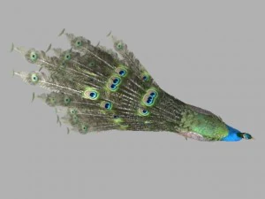indian peafowl 3D Model