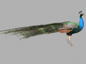 indian peafowl 3D Model