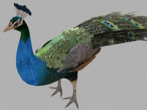 indian peafowl 3D Model