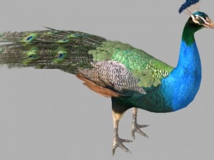 indian peafowl 3D Model