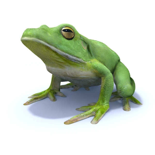 white lipped tree frog 3D Model .c4d .max .obj .3ds .fbx .stl .blend 