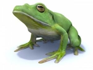white lipped tree frog 3D Model