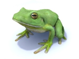 white lipped tree frog 3D Model