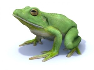 white lipped tree frog 3D Model