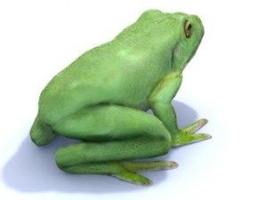 white lipped tree frog 3D Model