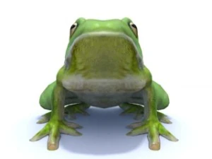 white lipped tree frog 3D Model
