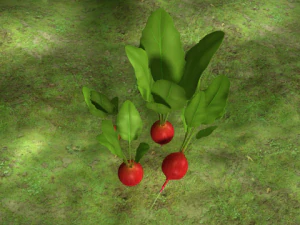 radish plant 3D Model