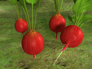 radish plant 3D Model